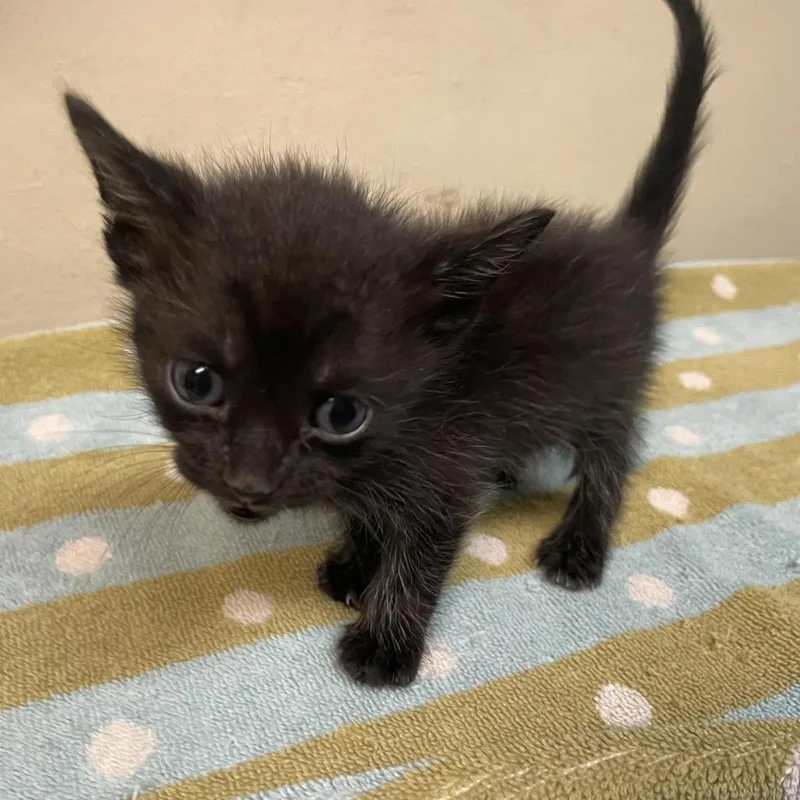 A baby small-sized female Black Domestic Short Hair cat named Doja for adoption in Pasadena, CA