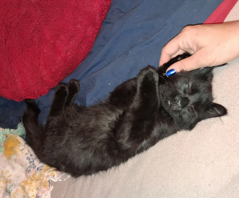 A baby medium-sized male Black Domestic Long Hair cat named Onyx for adoption in Carneys Point, NJ