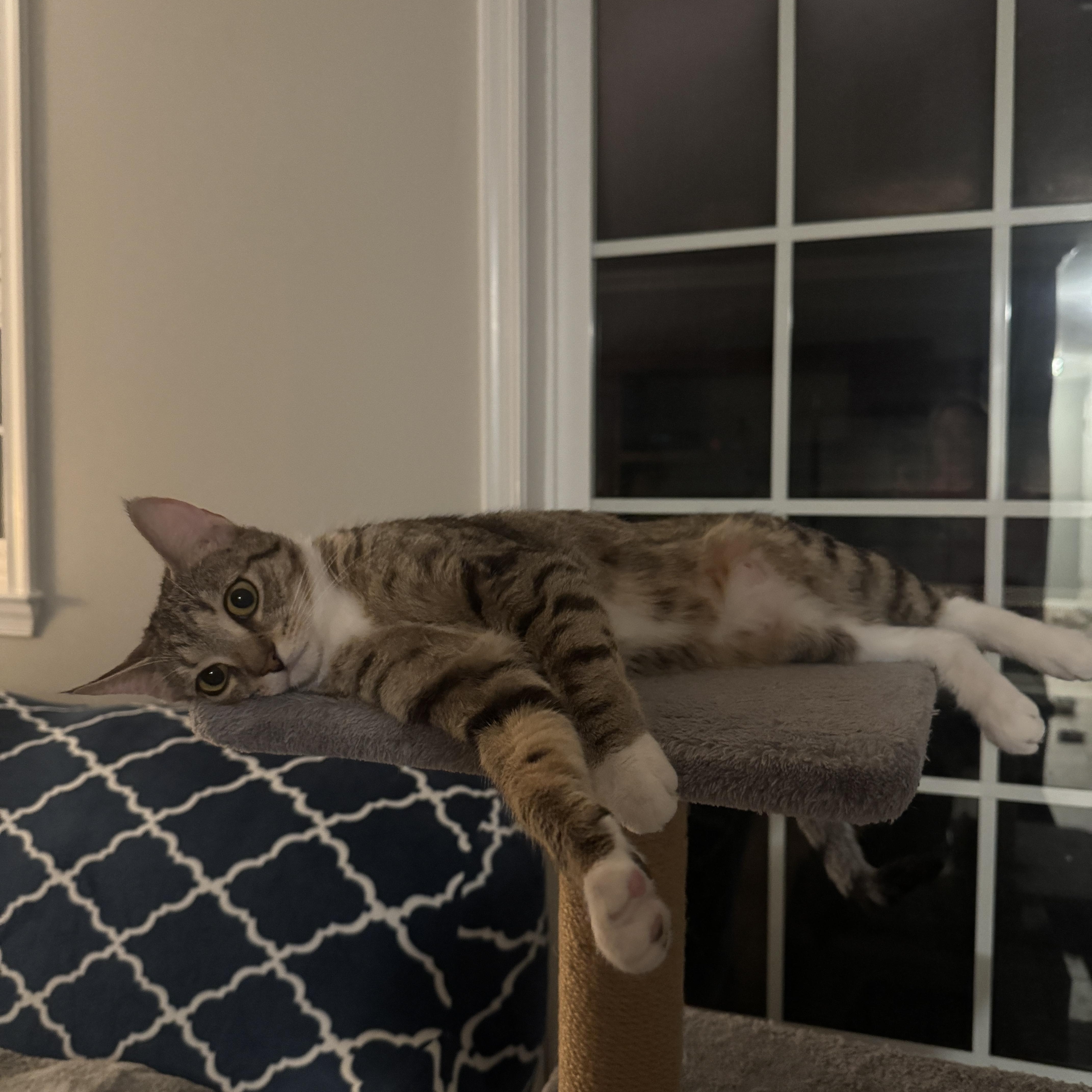 Cleo