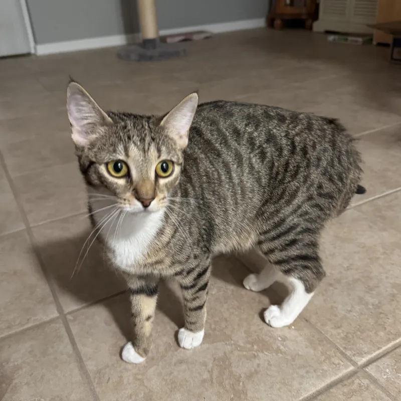 Cleo thumbnail 2