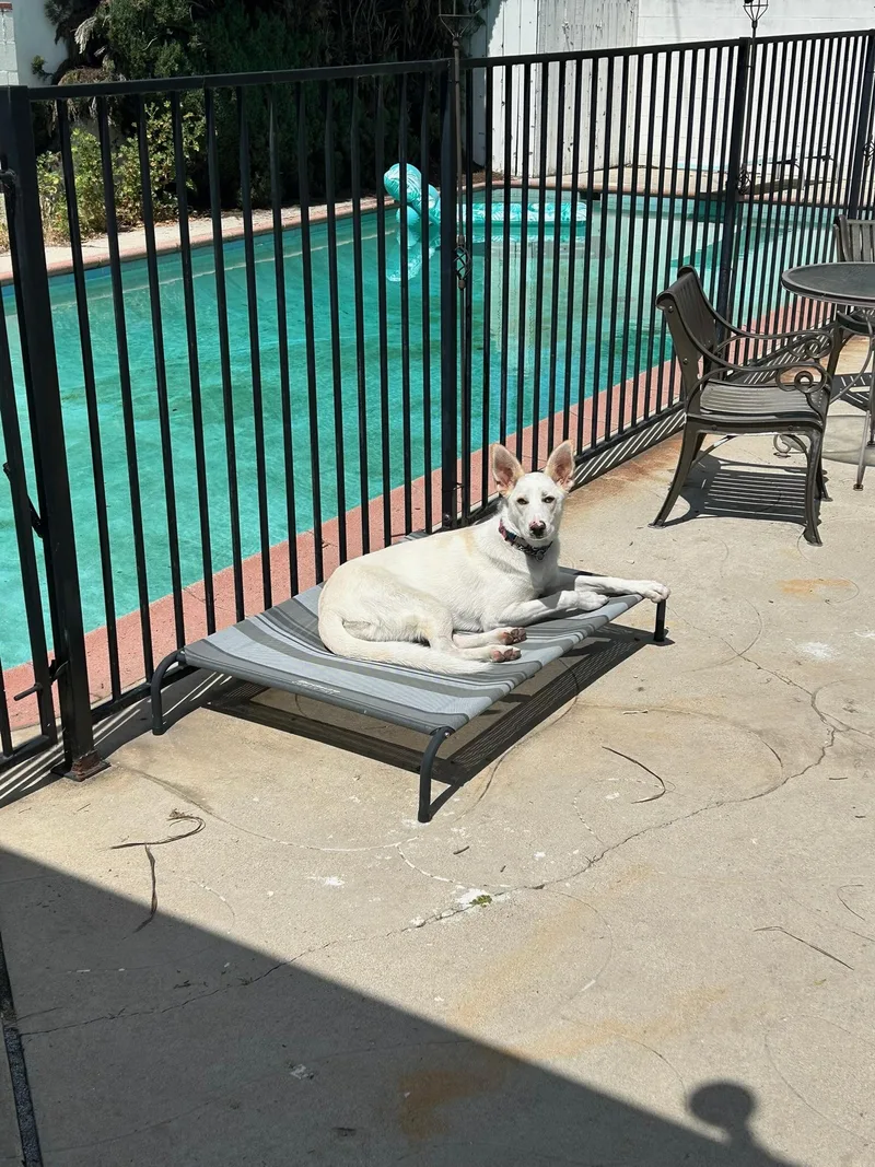 A young large-sized female White / Cream Shepherd dog named Juniper for adoption in Los Angeles, CA