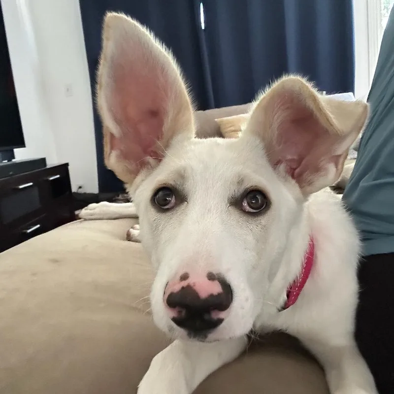 Juniper thumbnail 2