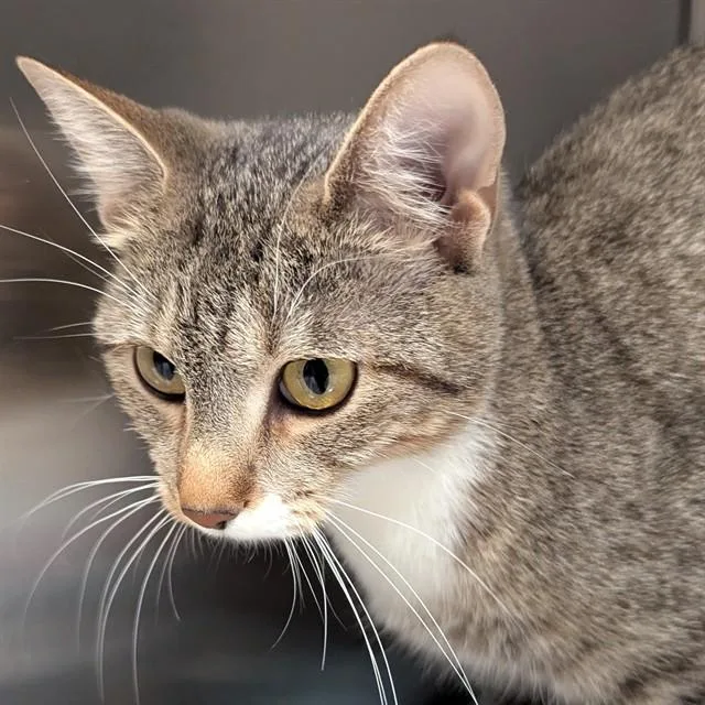A young small-sized female Domestic Short Hair cat named Beauty for adoption in Olivette, MO