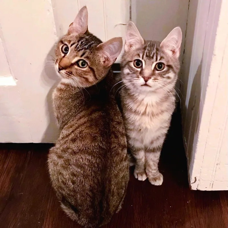 A baby small-sized male Tabby (Brown / Chocolate) American Shorthair cat named Hansel And Gretal for adoption in Bennington, VT