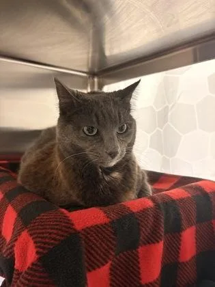 An adult medium-sized female Domestic Short Hair cat named Heather for adoption in Seattle, WA
