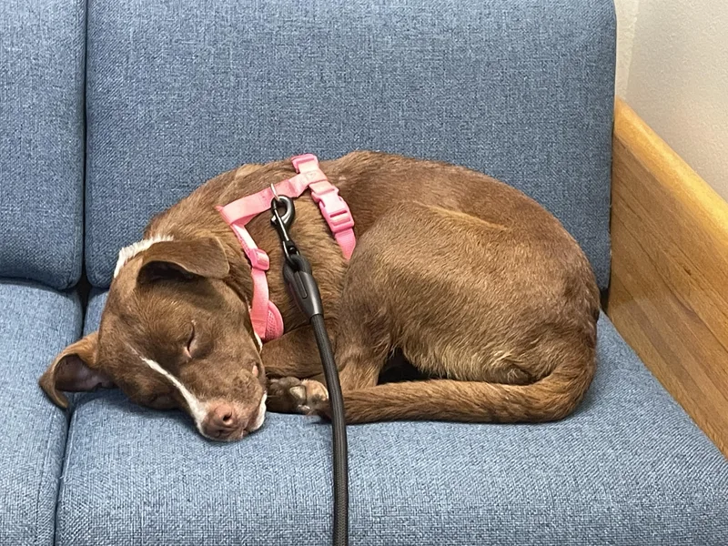 A young medium-sized female Brown / Chocolate Chocolate Labrador Retriever dog named Gigi Hadid for adoption in Andover, MA