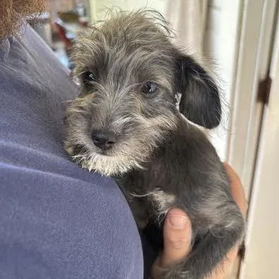 A baby small-sized female Gray / Blue / Silver Terrier dog named Aniya for adoption in Sonoma, CA