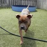 An adult medium-sized male Yellow / Tan / Blond / Fawn Pit Bull Terrier dog named Smoke for adoption in Hilliard, OH