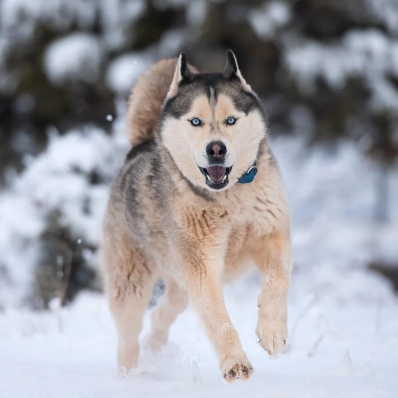 A senior large-sized male White / Cream Siberian Husky dog named Hilo for adoption in Branford, CT