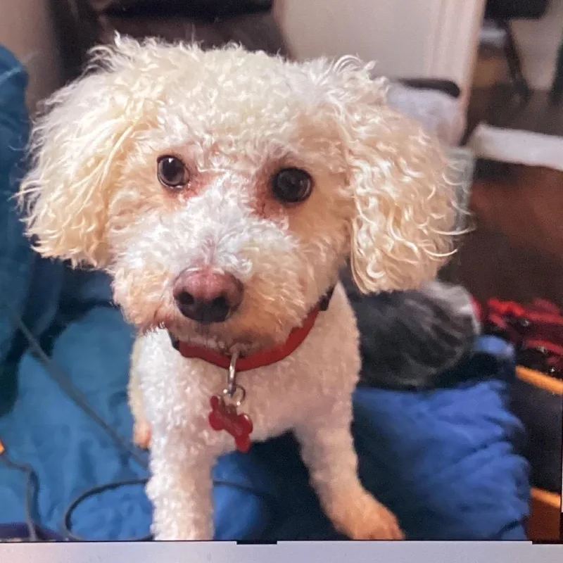 White poodle