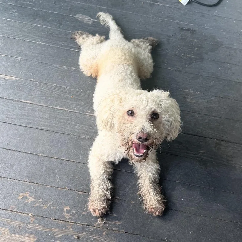 White poodle thumbnail 2