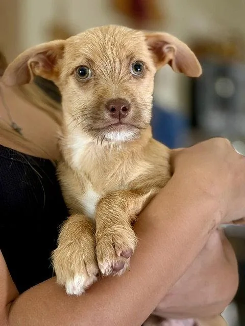 A baby small-sized male Terrier dog named Taz for adoption in Mesa, AZ