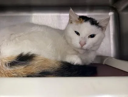 An adult medium-sized female Domestic Short Hair cat named Lovely for adoption in Cumberland, MD