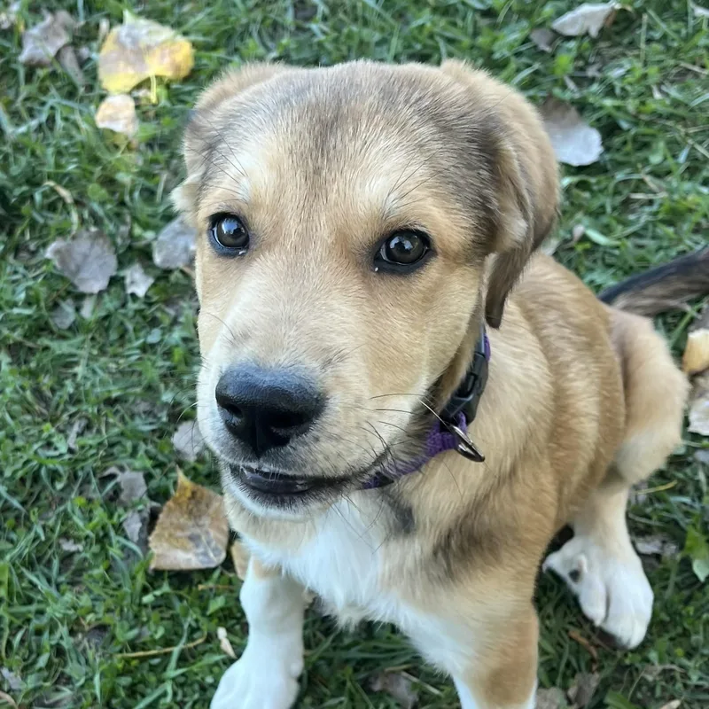 A baby medium-sized female Apricot / Beige Mixed Breed dog named Ricki Lake for adoption in Grayslake, IL