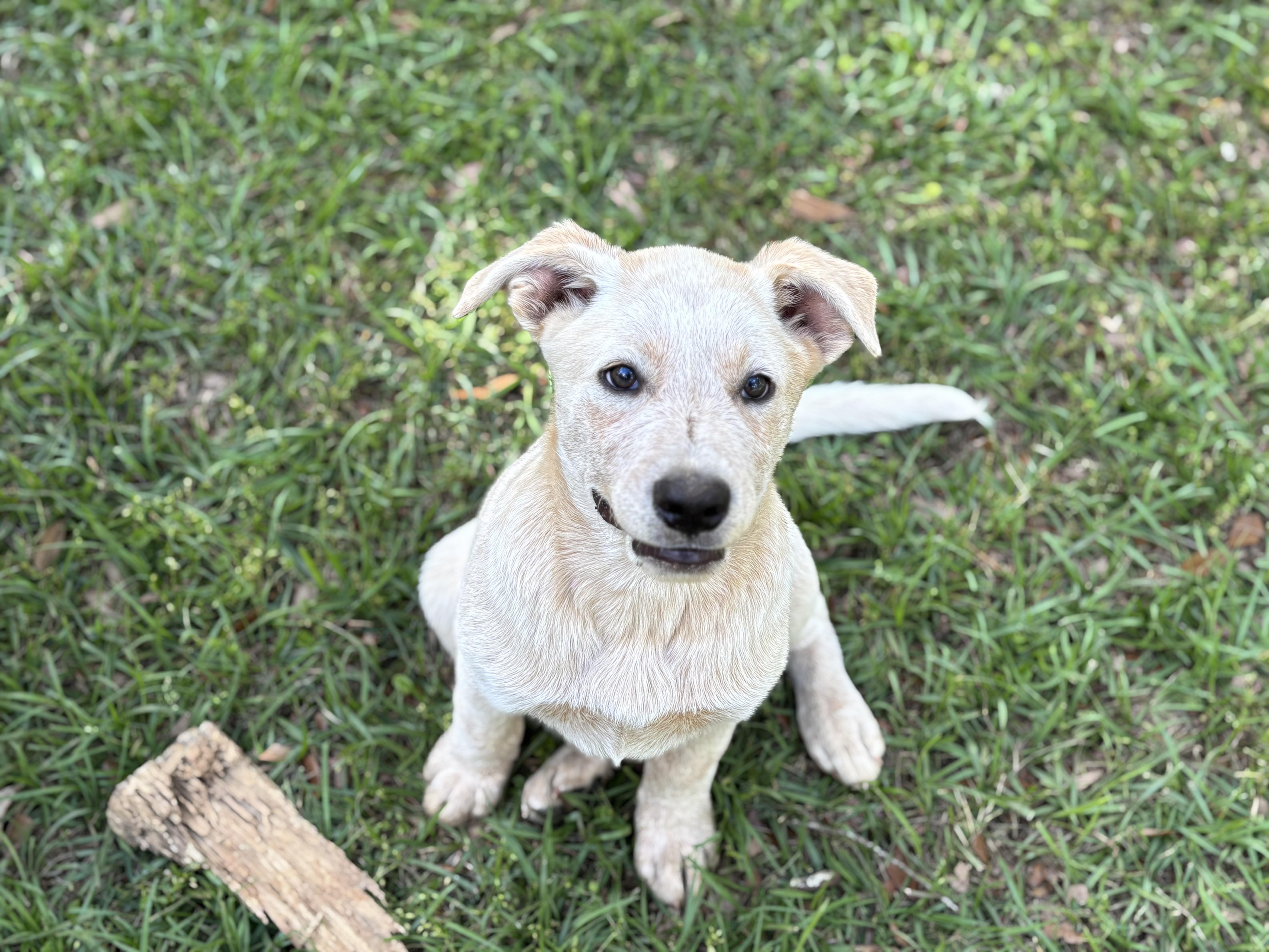 A baby large-sized male White / Cream Yellow Labrador Retriever dog named Togo for adoption in Lucedale, MS