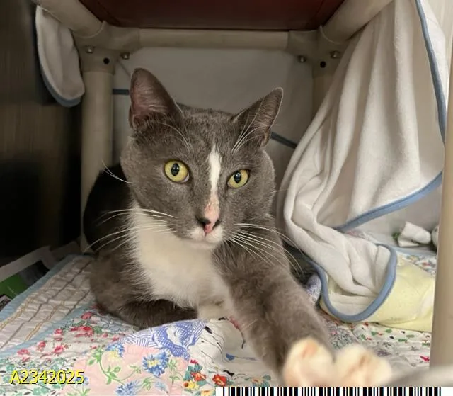 A young medium-sized male Domestic Short Hair cat named Francis for adoption in West Palm Beach, FL