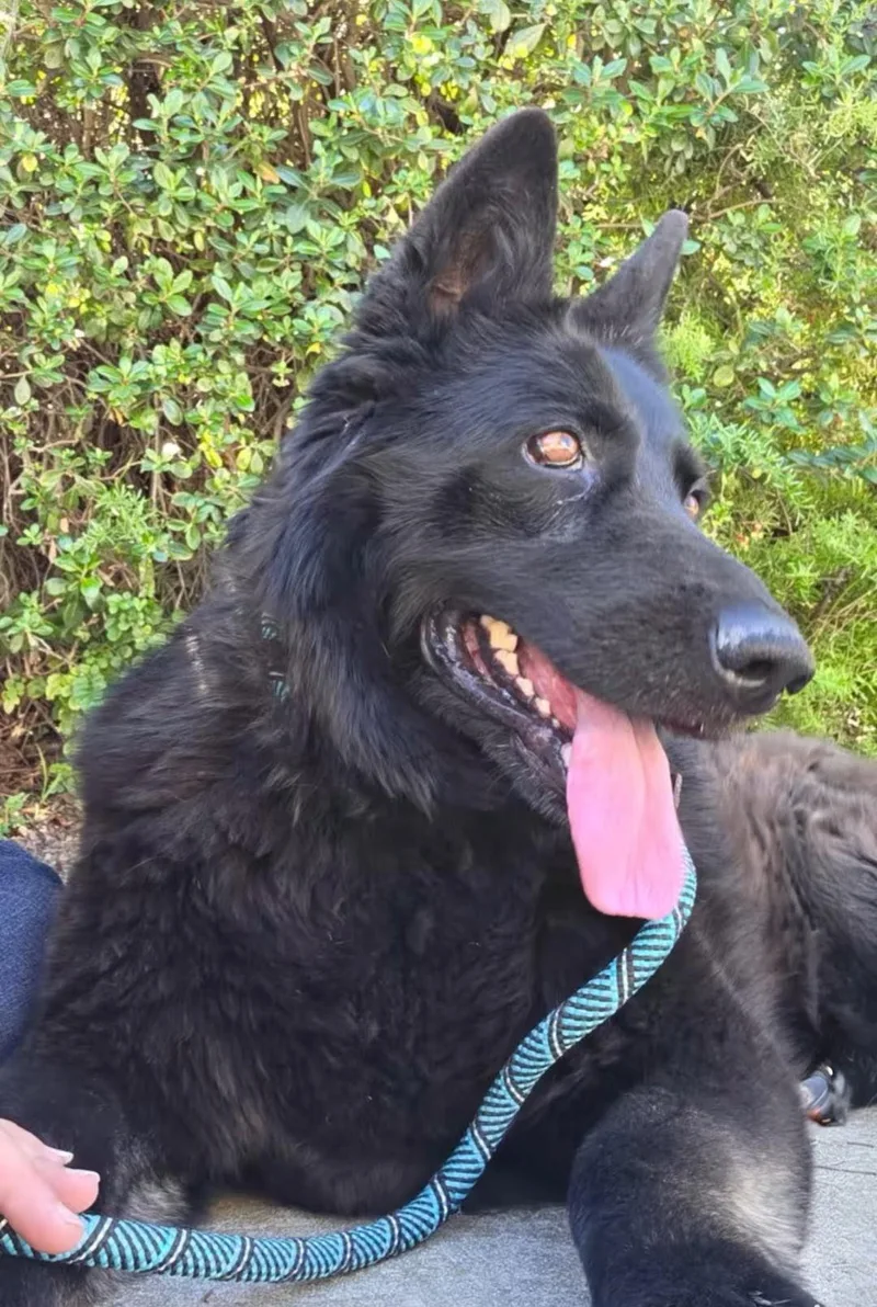 A senior medium-sized female Shepherd dog named Bella for adoption in Roseville, CA