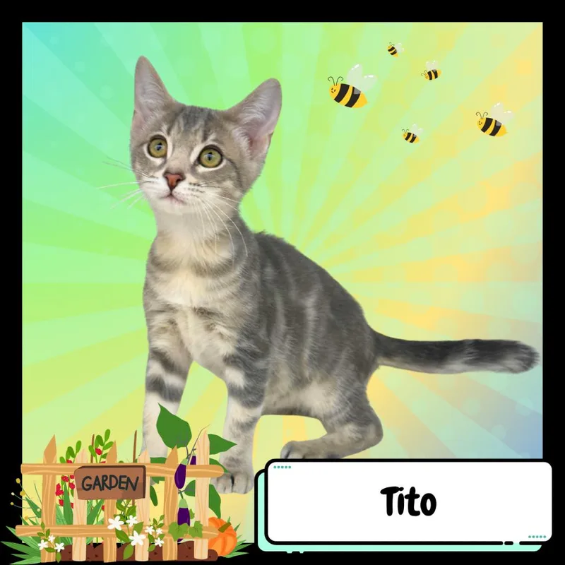 A young small-sized male Gray / Blue / Silver Domestic Short Hair cat named Tito for adoption in Suisun City, CA