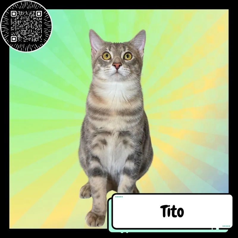 Tito thumbnail 2
