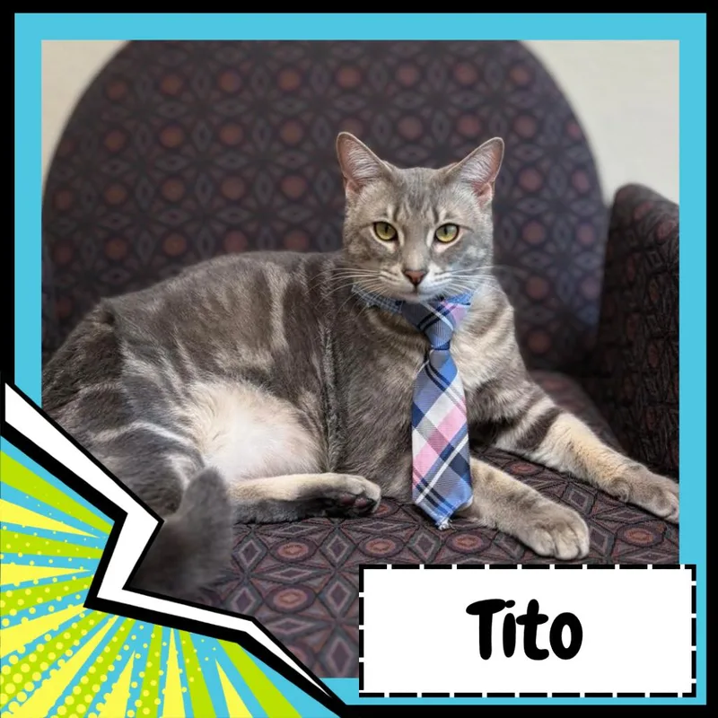 Tito thumbnail 3