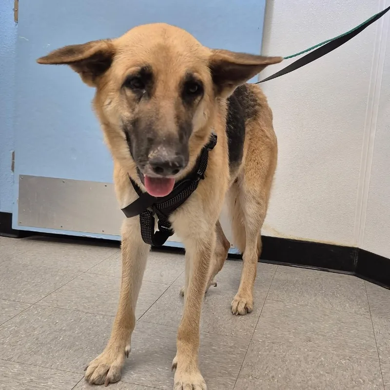 An adult large-sized female Yellow / Tan / Blond / Fawn German Shepherd Dog dog named Tiger Lily for adoption in Bastrop, TX