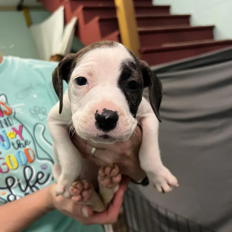 A baby small-sized female White / Cream Pit Bull Terrier dog named Clove for adoption in Harrisville, WV