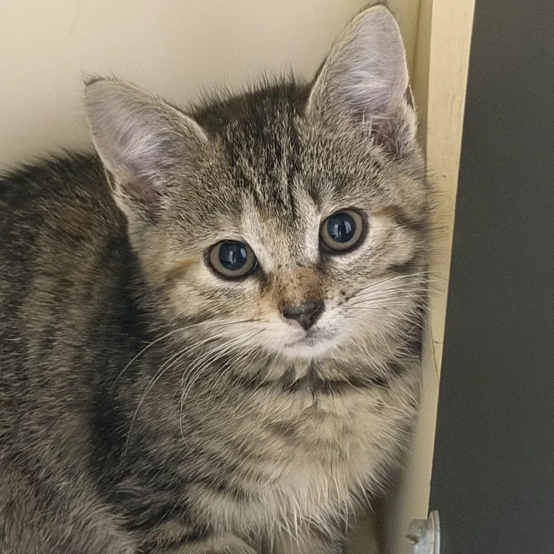 A baby small-sized female Tabby (Brown / Chocolate) Domestic Short Hair cat named Styra for adoption in Cooperstown, NY