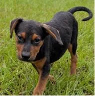 A baby medium-sized male Mixed Breed dog named Blue for adoption in West Chester, PA