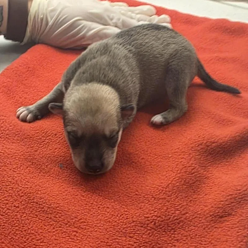 A young small-sized female Mixed Breed dog named Caramela for adoption in Jacksonville, FL
