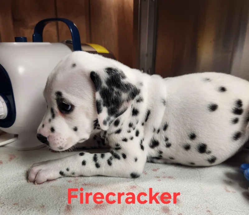 Firecracker