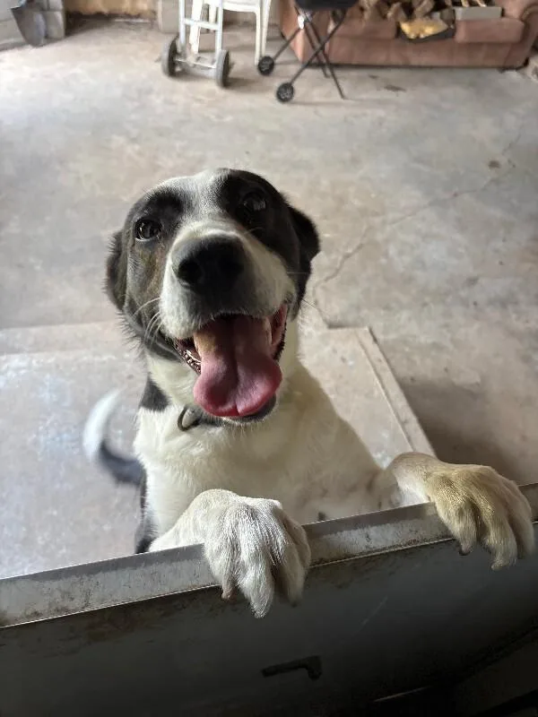 An adult large-sized female Mixed Breed dog named Oreo for adoption in Cincinnati, OH