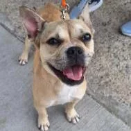 A young small-sized female Brown / Chocolate Mixed Breed dog named Blake for adoption in Nampa, ID