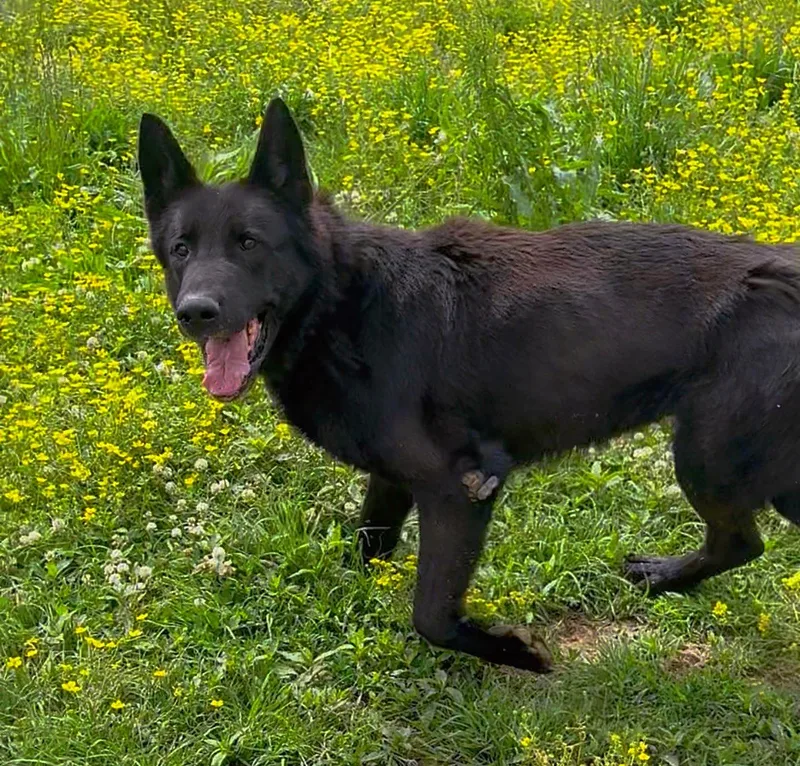 Bruce