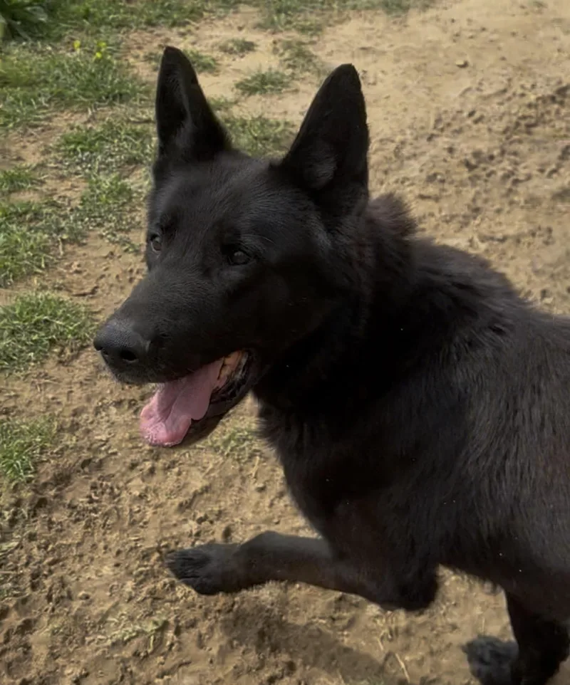 Bruce thumbnail 2