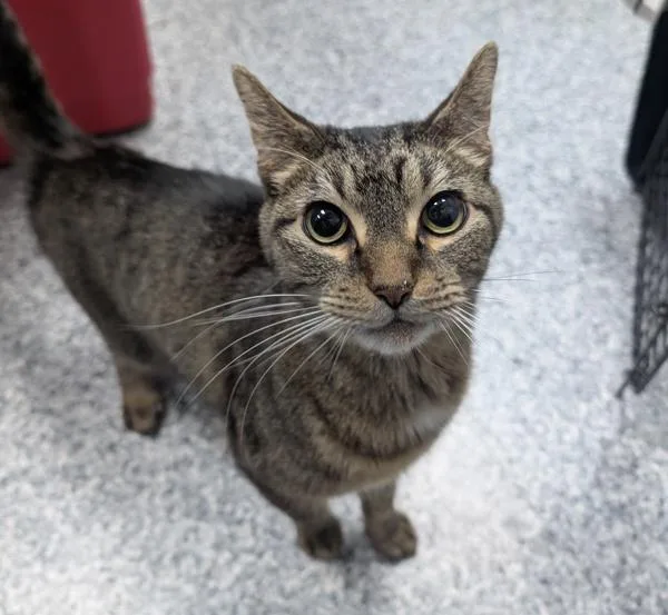 A young medium-sized male Domestic Short Hair cat named Conrad for adoption in Des Moines, IA