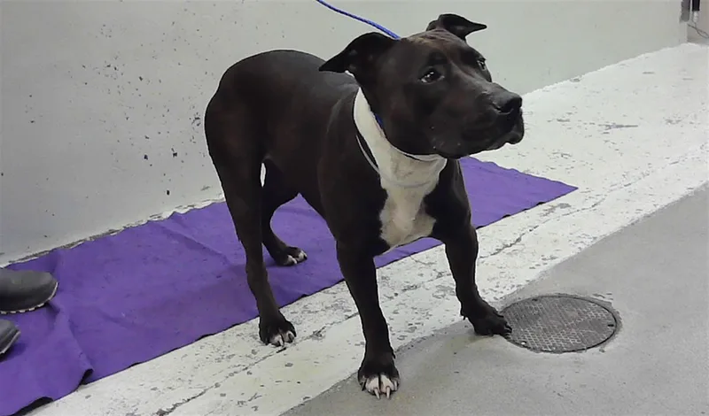 An adult large-sized female Staffordshire Bull Terrier dog named Tory for adoption in Houston, TX