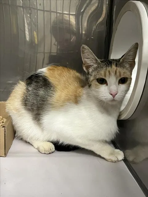 An adult medium-sized female Domestic Short Hair cat named Samara for adoption in Woodland, CA