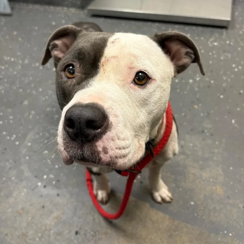 An adult medium-sized female Gray / Blue / Silver Mixed Breed dog named Lucy Goosey for adoption in Columbiana, AL