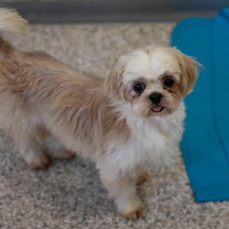 A senior small-sized female Shih Tzu dog named Silk for adoption in Peyton, CO