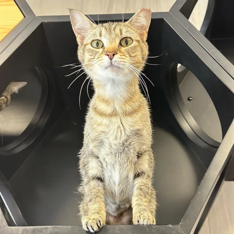 A young medium-sized female Brown / Chocolate Domestic Short Hair cat named TinyTot for adoption in Franklin, TN