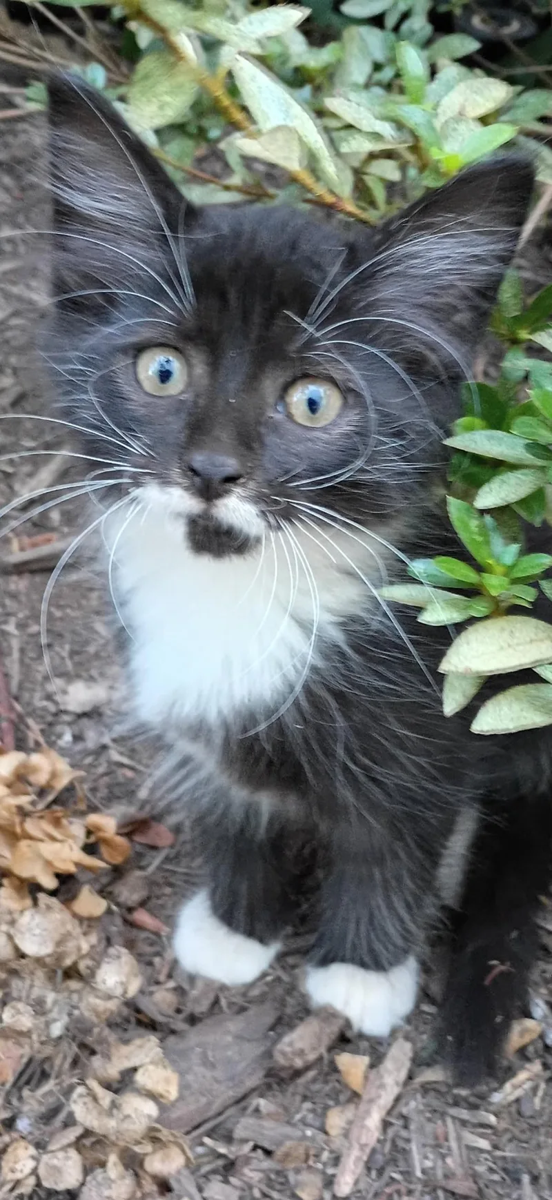 A baby medium-sized male Domestic Medium Hair cat named Benji for adoption in Marvin, NC