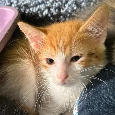 A baby small-sized male Orange / Red Domestic Short Hair cat named Commander Whiskers for adoption in Edwardsville, IL