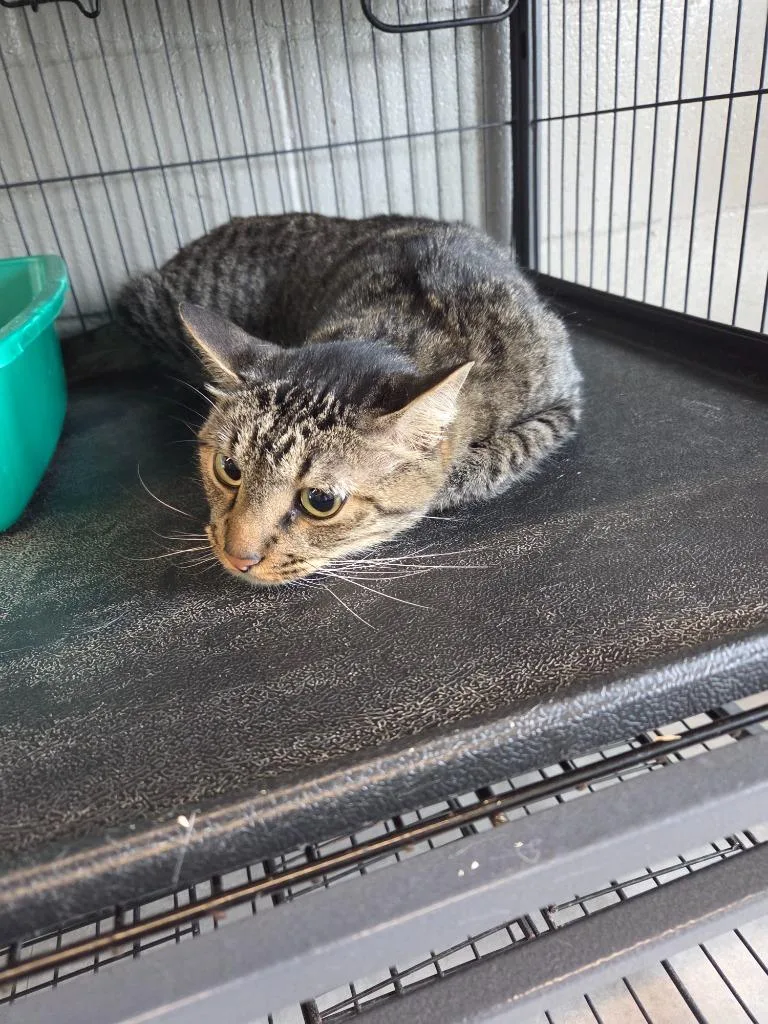 An adult large-sized male Domestic Short Hair cat named Meo for adoption in Bossier City, LA