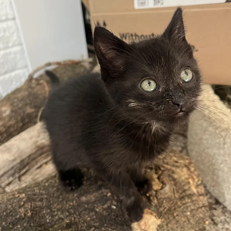 A baby small-sized male Black Domestic Short Hair cat named Zion for adoption in Grand Rapids, MI