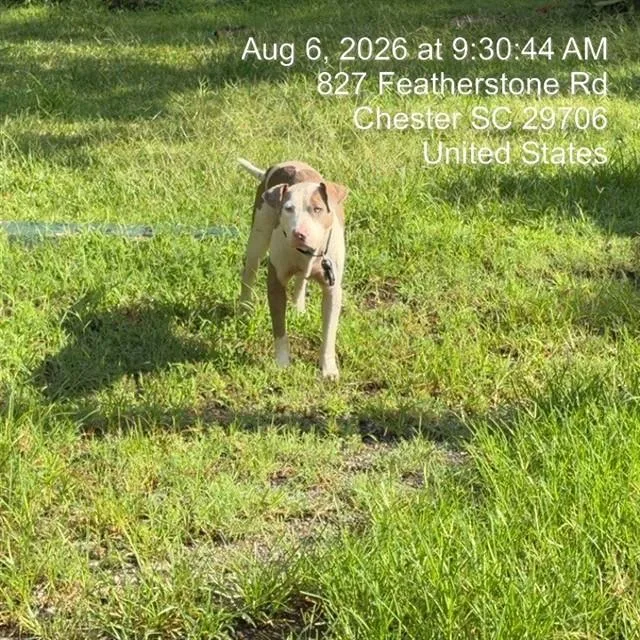 A young medium-sized male Catahoula Leopard Dog dog named Worm for adoption in Chester, SC