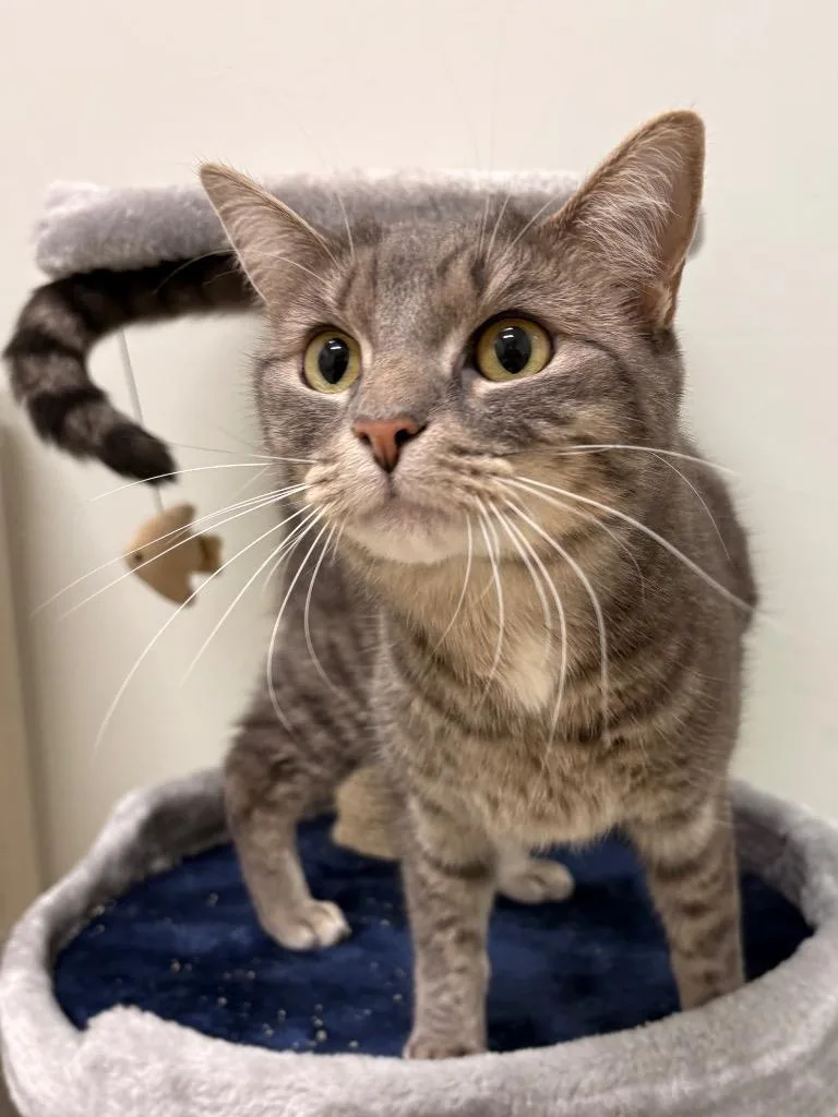 An adult medium-sized female Domestic Short Hair cat named Bits for adoption in Fall River, MA
