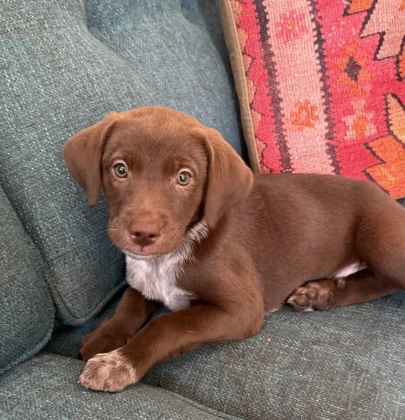 A baby medium-sized female Brown / Chocolate German Longhaired Pointer dog named Hazelnut for adoption in Los Angeles, CA