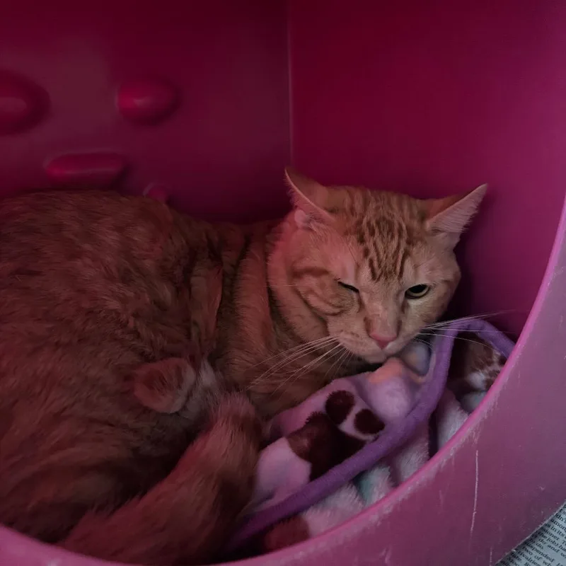 A young large-sized male Orange / Red Domestic Short Hair cat named Cinnamon for adoption in Waukesha, WI
