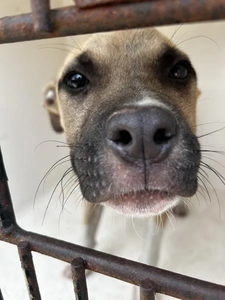 Duvie