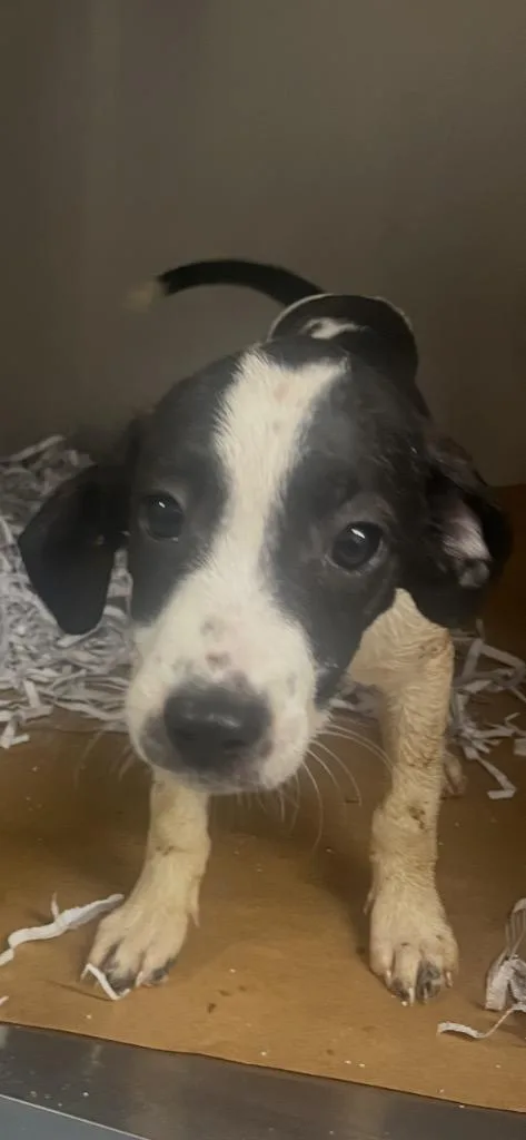 A baby large-sized male Mixed Breed dog named Robin for adoption in Cartersville , GA